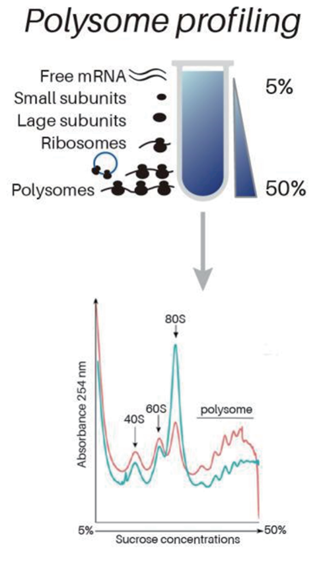 翻译组Polysome profiling 多聚核糖体图谱技术 - 广州承启生物科技有限公司